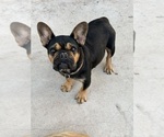 Small Photo #1 French Bulldog Puppy For Sale in RIVERSIDE, CA, USA