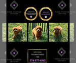 Puppy Lucy lulu AKC Poodle (Miniature)