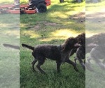 Small Photo #33 Wirehaired Pointing Griffon Puppy For Sale in WASHOUGAL, WA, USA