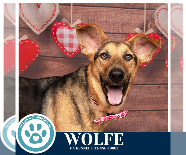 Medium Photo #3 German Shepherd Dog-Unknown Mix Puppy For Sale in Kimberton, PA, USA