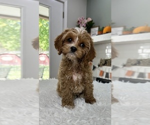 Cavapoo Puppy for sale in INDIANAPOLIS, IN, USA