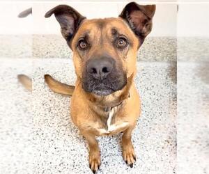 German Shepherd Dog-Unknown Mix Dogs for adoption in Houston, TX, USA