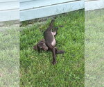 Small #4 German Shorthaired Pointer