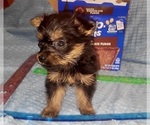 Small Photo #312 Yorkshire Terrier Puppy For Sale in AKRON, OH, USA