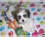 Small Photo #16 Shih-Poo Puppy For Sale in ORO VALLEY, AZ, USA