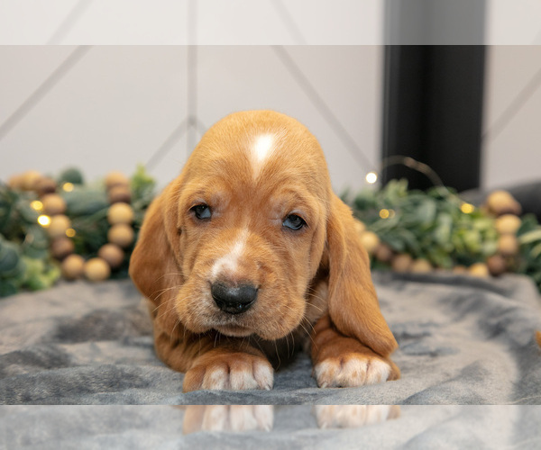 Medium Photo #6 Basset Hound Puppy For Sale in FRESNO, OH, USA