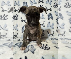 American Staffordshire Terrier-Unknown Mix Dogs for adoption in Holly Springs, NC, USA