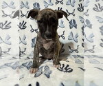 Small Photo #1 American Staffordshire Terrier-Unknown Mix Puppy For Sale in Holly Springs, NC, USA