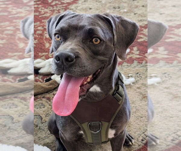 Medium Photo #3 Mutt Puppy For Sale in Lakewood, CO, USA