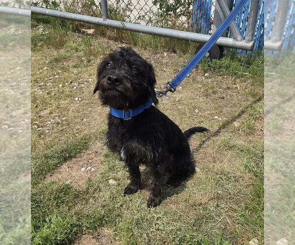 Medium Photo #3 Mutt Puppy For Sale in Evansville, IN, USA