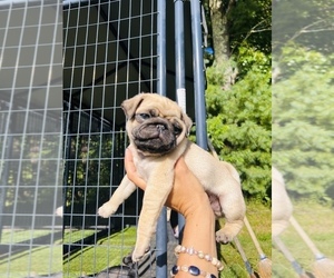Pug Puppy for Sale in FOSTER, Rhode Island USA