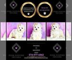 Small Photo #41 Maltipoo (Miniature) Puppy For Sale in WARSAW, IN, USA