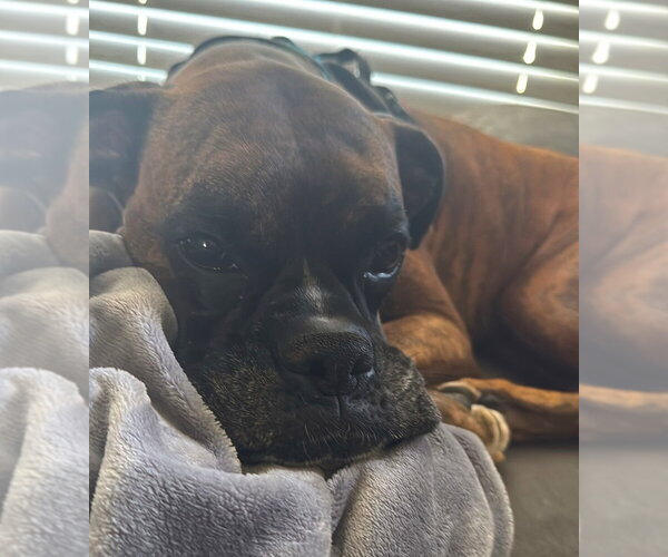 Medium Photo #4 Boxer Puppy For Sale in Austin, TX, USA