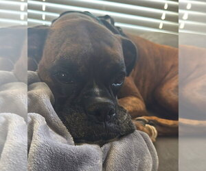 Gypse Rose - Female Boxer Dog for Adoption - Photo #4