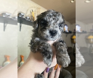 Lhasa Apso-Poodle (Standard) Mix Puppy for sale in E BRUNSWICK, NJ, USA