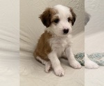 Puppy Puppy 7 Bella Bernedoodle-Miniature Australian Shepherd Mix