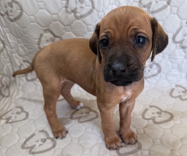 Medium Photo #1 Labrador Retriever-Rhodesian Ridgeback Mix Puppy For Sale in FRESNO, CA, USA