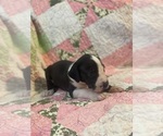 Puppy Mantle Female Great Dane