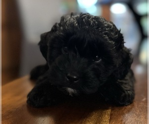 Poovanese Litter for sale in ASHLAND, VA, USA
