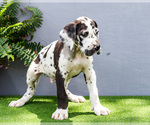 Small Photo #12 Great Dane Puppy For Sale in WAKARUSA, IN, USA