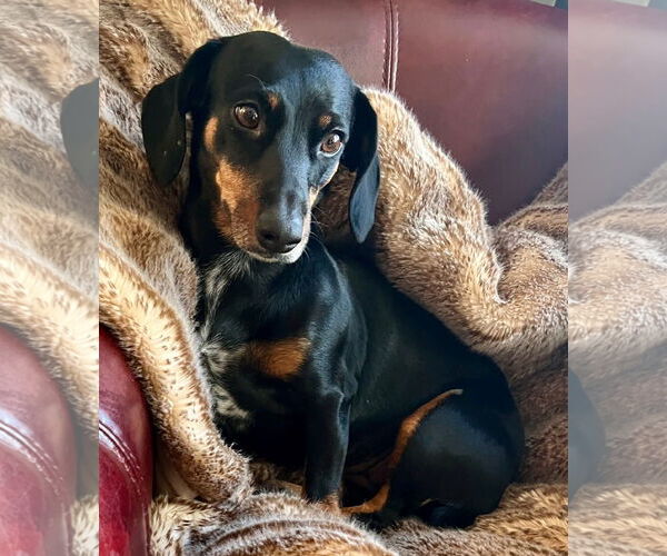 Medium Photo #1 Dachshund-Unknown Mix Puppy For Sale in Wakefield, RI, USA