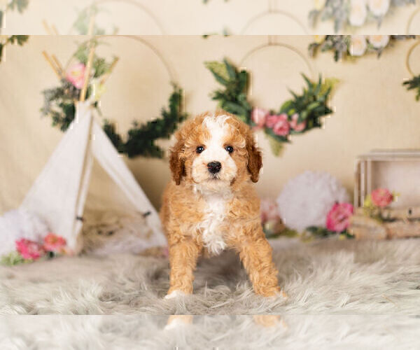 Medium Photo #9 Poodle (Toy) Puppy For Sale in WARSAW, IN, USA