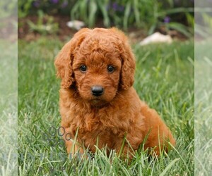 Miniature Labradoodle Puppy for sale in GORDONVILLE, PA, USA