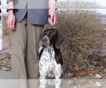 Small Photo #6 German Shorthaired Pointer Puppy For Sale in WARSAW, NY, USA