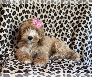 Cockapoo Puppy for sale in LAKELAND, FL, USA
