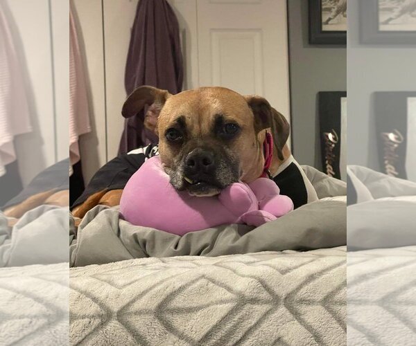 Medium Photo #2 Boxer-Unknown Mix Puppy For Sale in Woodbury, NY, USA