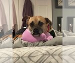 Small #1 Boxer Mix