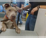 Small American Staffordshire Terrier