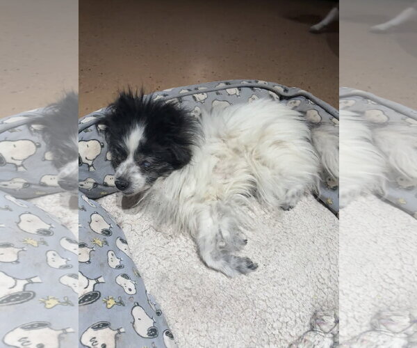 Medium Photo #2 Pomeranian Puppy For Sale in Apple Valley, CA, USA