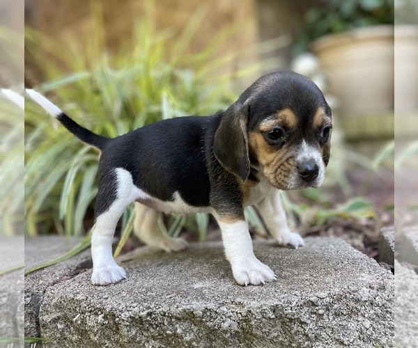 Medium Photo #5 Beagle Puppy For Sale in FORDLAND, MO, USA