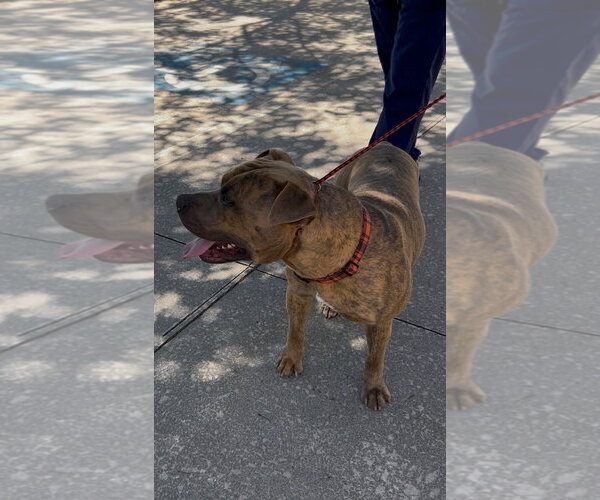 Medium Photo #7 Bullboxer Pit Puppy For Sale in Atlanta, GA, USA
