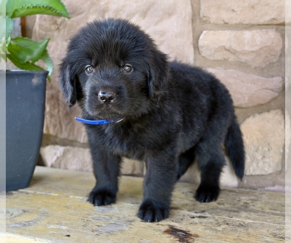 Medium Photo #7 Newfoundland Puppy For Sale in MILLERSBURG, OH, USA