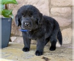 Small #6 Newfoundland