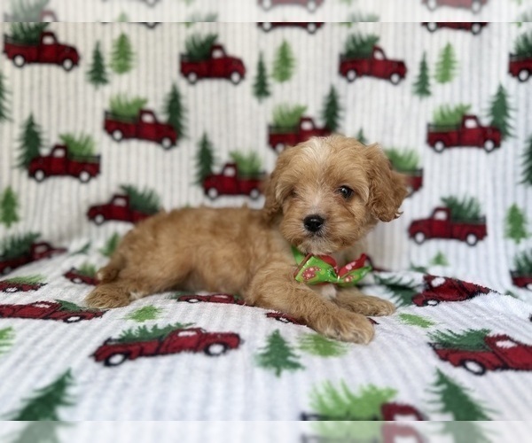 Medium Photo #7 Cavapoo (Miniature) Puppy For Sale in LAKELAND, FL, USA