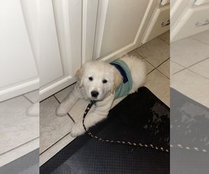English Cream Golden Retriever Puppy for sale in LANCASTER, PA, USA