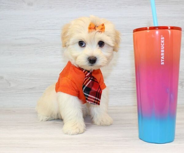 Medium Photo #5 Pom-A-Poo Puppy For Sale in LAS VEGAS, NV, USA
