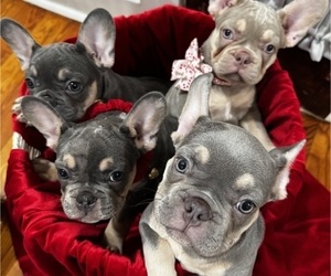 French Bulldog Litter for sale in ALGIERS, LA, USA