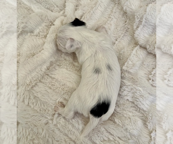 Medium Photo #2 Yorkshire Terrier Puppy For Sale in EUSTIS, FL, USA