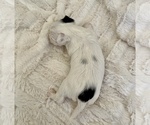 Small #1 Yorkshire Terrier
