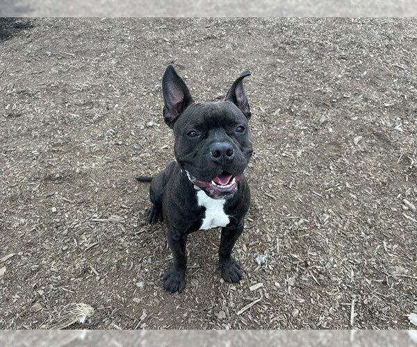 Medium Photo #1 Mutt Puppy For Sale in McKinleyville, CA, USA