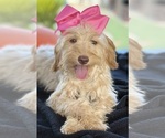 Small Photo #38 Goldendoodle mix (+ Poodle Miniature) Puppy For Sale in MENIFEE, CA, USA