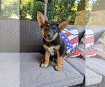 Small #1 Mutt