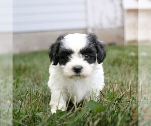 Zuchon Puppy for sale in ARTHUR, IL, USA