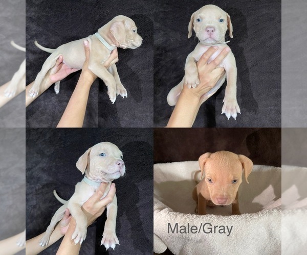Medium Photo #1 American Bully Puppy For Sale in JUNIPER HILLS, CA, USA