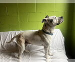 Small #6 American Staffordshire Terrier-Dalmatian Mix