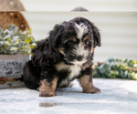 Small #4 Aussiedoodle Miniature 
